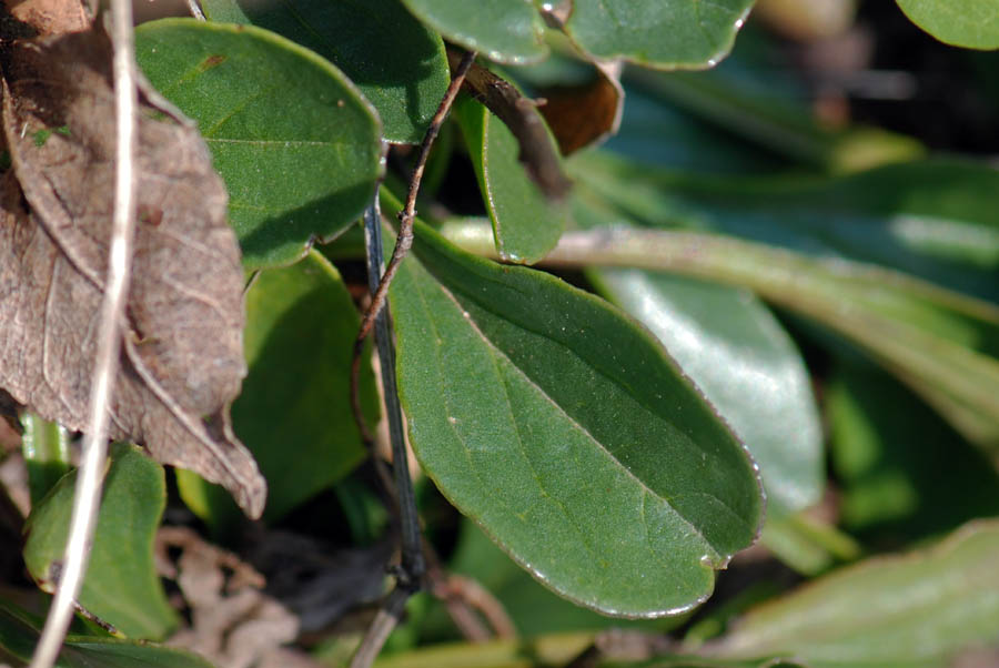 Globularia bisnagarica -  Globularia allungata